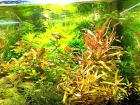 Cognacpflanze Bündel Aquariumpflanzen Versand/ Abholung