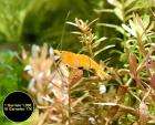 Orange Sakura Garnele Zwerggarnele reinerbig Versand/ Abholung