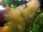Austr. Sumpffreund Browns Bündel Aquariumpflanzen Versand/ Abholung