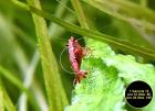 Red Fire Garnele Zwerggarnele reinerbig 9Euro/ 10 Stck. Versand/ Abholung