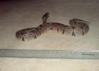 Python Regius 07