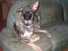 Dringend liebevolles Zuhause gesucht