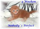 Typvolle süße Maine Coon Kitten mit Ahnentafel
