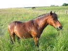 Reitbeteiligung an Pony-Wallach zu vergeben