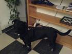 Hund umsonst