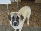 Anatolische Hirten-Hunde Kangal
