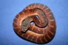 Boeleni Chondro s