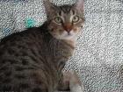 Rosendo super lieber Tigerkater suchst DU noch einen Freund