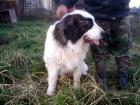 Mastin de los Pirineos kostenlos