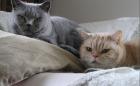 2 elfjährige Stubenkater suchen wg. Umzug neues liebevolles Zuhause