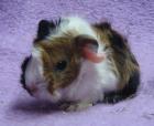 Meerschweinchen Rosetten Peruaner Shelties