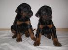Wunderschöne reinrassige Dobermannwelpen