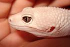 Suche Leopardgeckos Farbformen