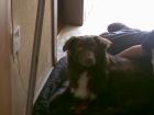 Australian shepherd sucht liebe familie