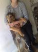 Airedaleterrier sucht