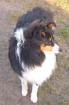 Sheltie-Rüde