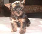 Yorkshire Terrier Welpen - Yorkies nur in gute Hände