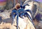 Seltene Vogelspinnen zu verkaufen Ephebopus Brachypelma usw.
