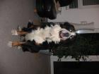 Berner Sennenhund abzugeben