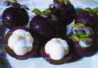 Das Elexier des Lebens - Mangostan-Gold - Das Original