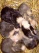 Kaninchen vom Tierschutz
