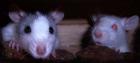 RATTENBABYS