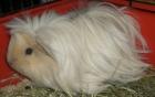 KÖLN 1 Kastrat 2 Mädels Notmeerschweinchen abzugeben