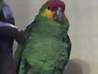 Suche Gelbwangenamazone Henne zu verhandenem Hahn