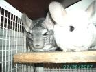 2 Chincillas Käfig