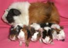 Viele Rassemeerschweinchen Notmeeris aus Köln