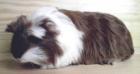 Coronet s und Sheltie s abzugeben