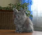 Maine Coon