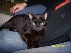 2 5 jährige schwarze Katze wg. Umzug ins Ausland abzugeben