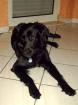 Zwergpinscher 7Monate