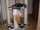 Maine Coon-Baby s