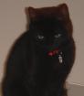 Klein schwarze weibl Kazte mit rotem Halsband und Add-Blombe seit 05. 04. 2022 Ent