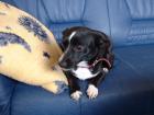 Gebe meine ca 1j alte Terrier-mix Hündin ab