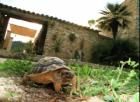 Ferienfinca auf Mallorca 2021 mieten