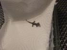 3 süsse futterfeste jungferngecko kids abzugeben