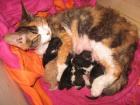Devon Rex Rassekatzen ab Juli abzugeben