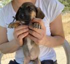 Lykena sucht ein passendes Zuhause