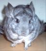 Chinchilla suchen.