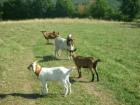 Buren-Bock und Buren-Mix-Ziege