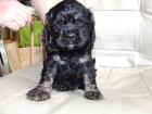 Amerikanische Cocker Spaniel 5 Stück geb. 22 Juli 2022