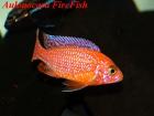 Malawi Viktoia Buntbarsche Cichliden Aulonocara FireFish