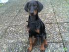 Dobermannwelpen mit Papieren ab Mai 2022 abzugeben