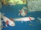 Axolotl Weißlinge abzugeben