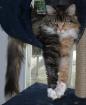 MANIE COON ZUCHTKATZEN UND KITTEN MIT PAPIEREN ABZUGEBEN