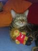 Neues Zuhause für Kuschelkater gesucht