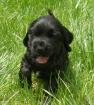 Cocker Spaniel Welpen
